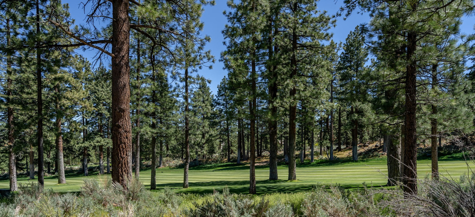 Jack Nicklaus signature fairway winding through towering Sierra Nevada pines at Montreux